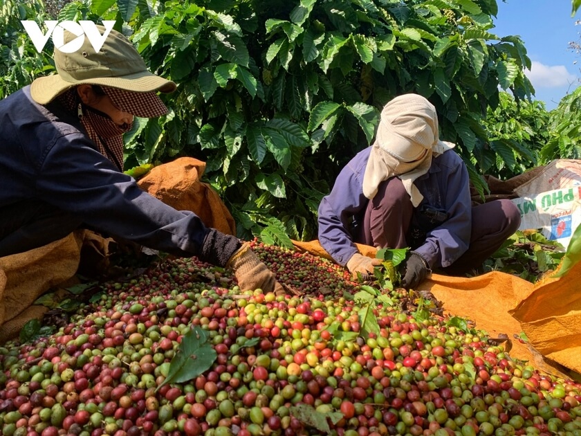Giá cà phê hôm nay 24/2 tại Tây Nguyên